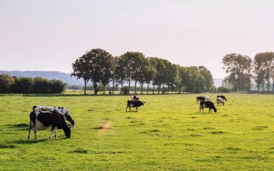 La innovación como herramienta para la eficiencia y la sostenibilidad ganadera