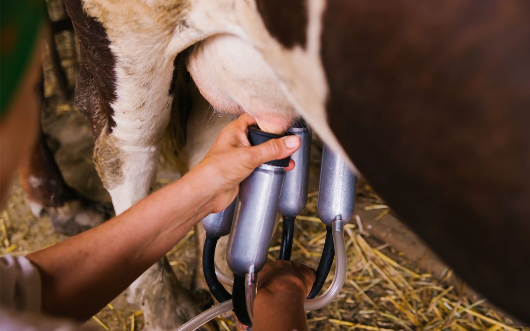 Proyecto BioUberis. Nuevas estrategias para el control de las mastitis bovinas