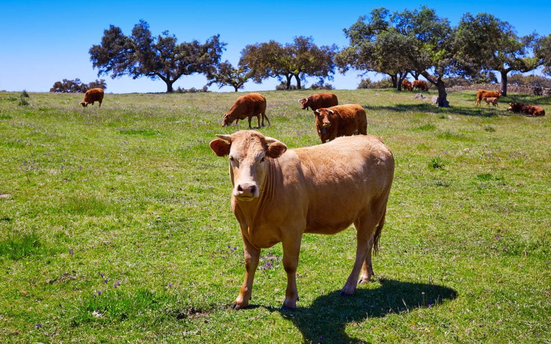 Evaluación de hígados de ganado bovino mayor decomisados por lesiones compatibles con parásitos en España