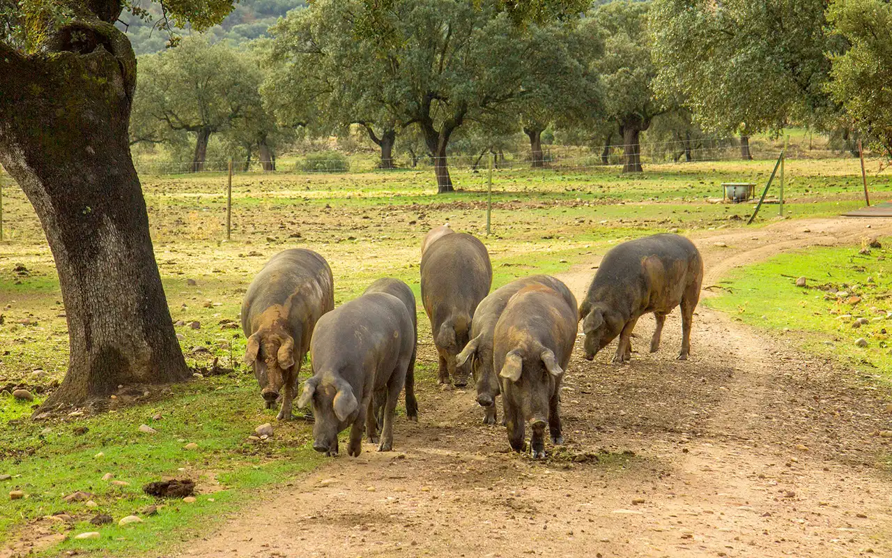 piara de cerdos ibericos