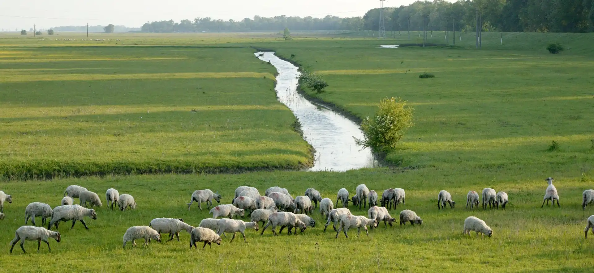 fondo campo ovejas