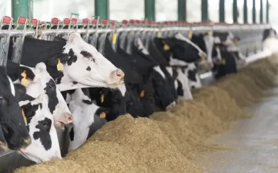 GO AQUAFARM entra en su etapa final: hacia una gestión hídrica más sostenible del sector ganadero