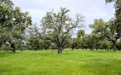 El Grupo Operativo CAPRICORNIO culmina con éxito su proyecto para la protección de la dehesa