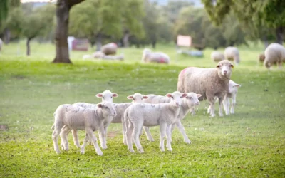 IMMUNITY-UP, un proyecto para mejorar la inmunidad y el bienestar animal